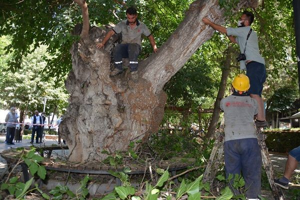 354 YAŞINDAKİ ANIT AĞAÇ BAKIMA ALINDI