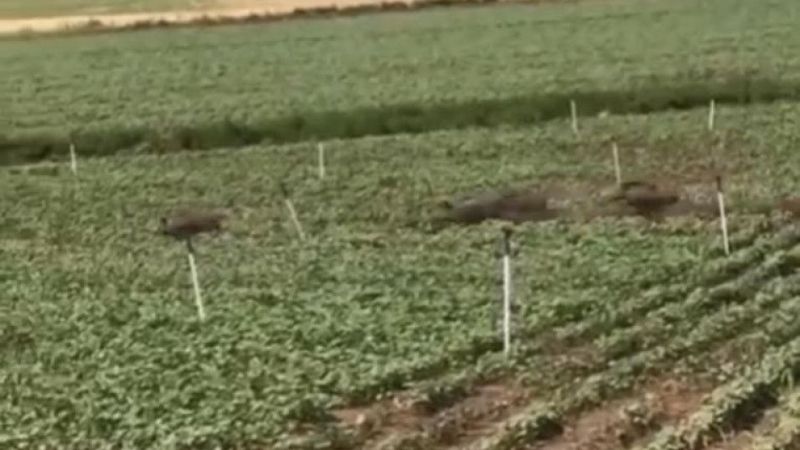 Diyarbakır’da domuz sürüsü tarladaki mahsulü ezip geçti