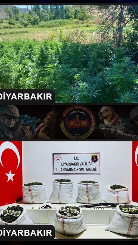 357 bin kök Hint keneviri, 86 kilo kubar esrar ele geçirildi