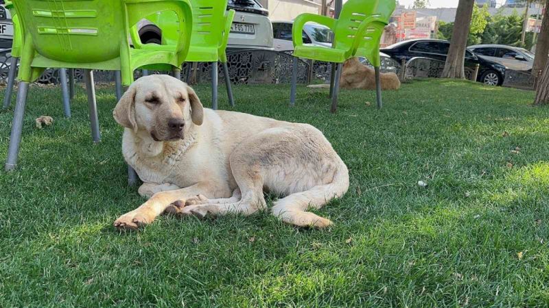 Kuduz Köpeğin Saldırdığı Mimar Yaşamını Yitirdi 