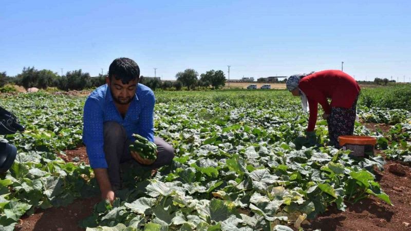 Depremzede çiftçiler toprakla hayata tutunuyor