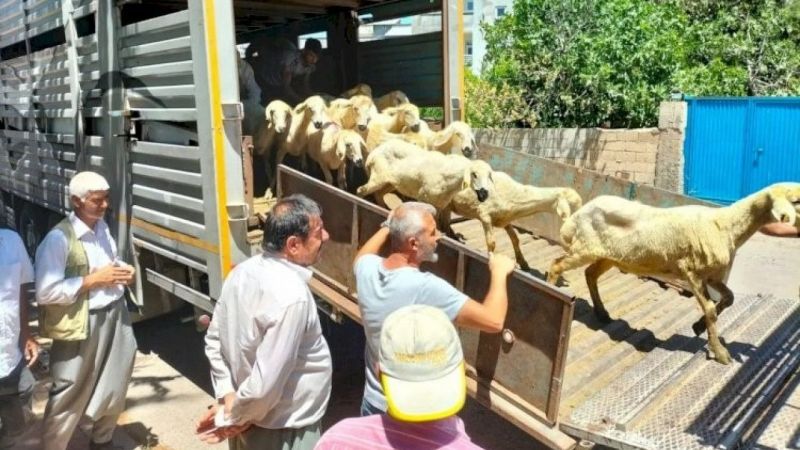 Depremzedelere Canlı Hayvan Desteği 