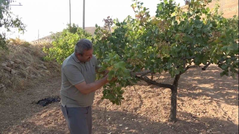 Dolu Yağışı Fıstık Üretimini Azalttı