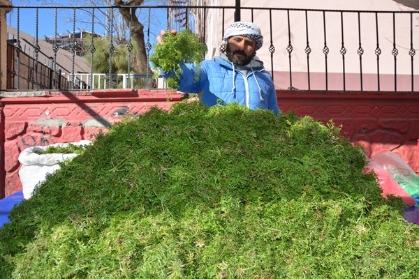 Baharın Müjdecisi Bitkiler Pazara İndi