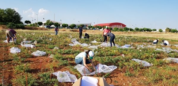 HRÜ’DE GAP BÖLGESİ NOHUT GENETİK KAYNAKLARI KORUMA ALTINA ALINARAK GEN BANKASI OLUŞTURULDU