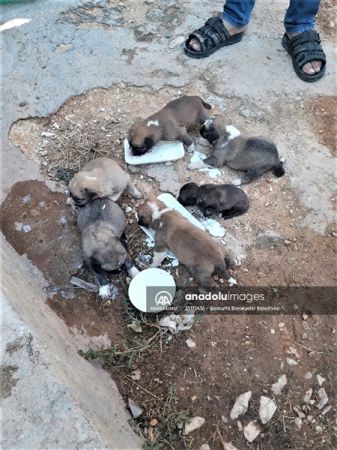 ŞANLIURFA’DA İKİ DUVAR ARASINA SIKIŞAN KÖPEK YAVRULARI KURTARILDI