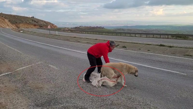 Ölüme Terk Edilen Köpek, Vatandaşın Dikkatiyle Kurtuldu