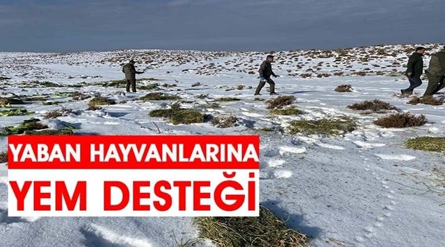 YABAN HAYVANLARI İÇİN DOĞAYA YEM BIRAKILDI