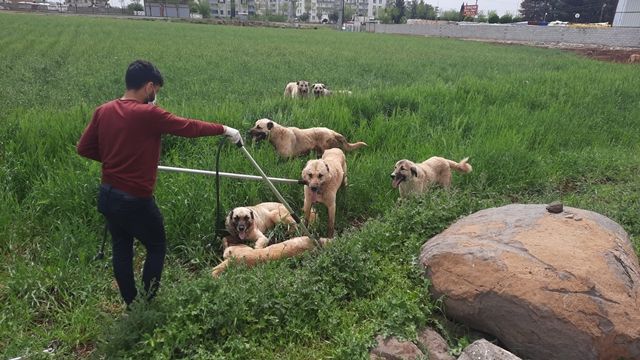 Çevre İl ve İlçelerden Sınırımıza Sokak Köpekleri Bırakılıyor