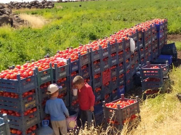 Siverek’te Domates Üreticileri Zor Durumda