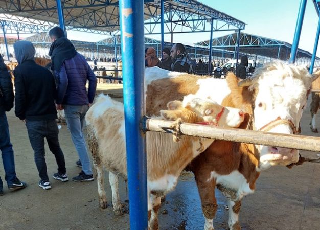 Siverekli besiciler isyanda: “Bizden ucuza alınıp pahalıya satılıyor”