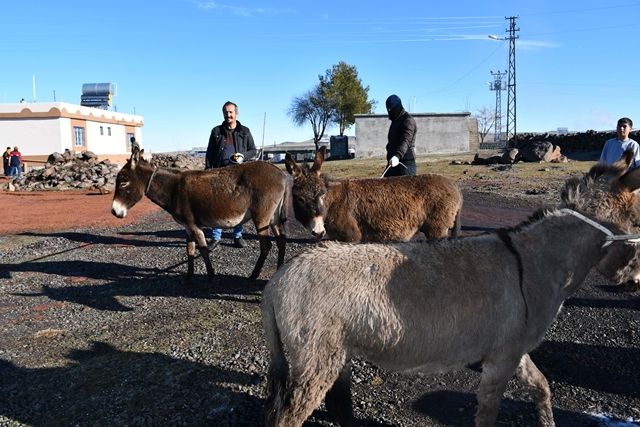 Siverek’te başıboş hayvanlar sıcak yuvaya kavuşturuldu