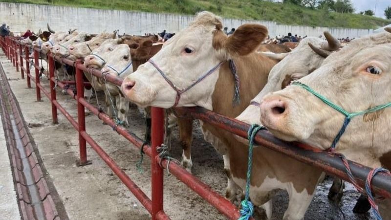  hayvan ve halk pazarlarına zabıta denetimi