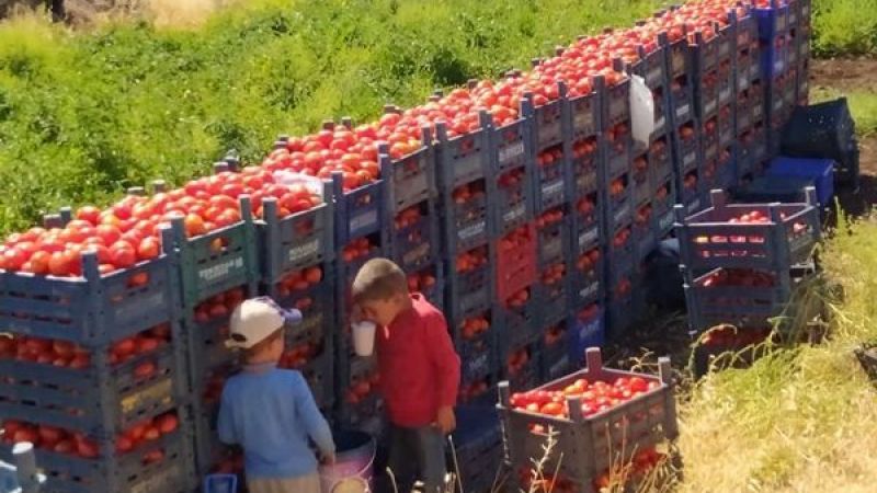 Siverekli Domates Üreticileri Elektrik Kesintisi Yüzünden Zor Durumda