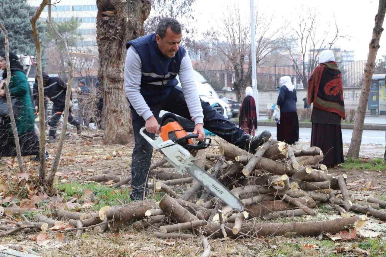 24 Bin 833 Ağaç Budandı Hedef 35 Bin