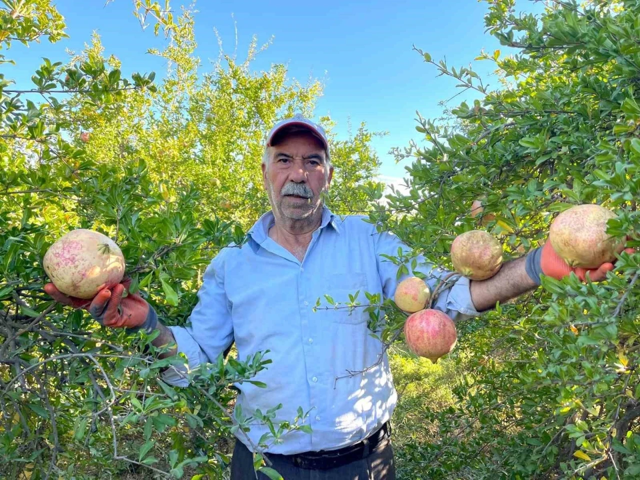 AB Tescilli Suruç Narının Hasadı Başladı