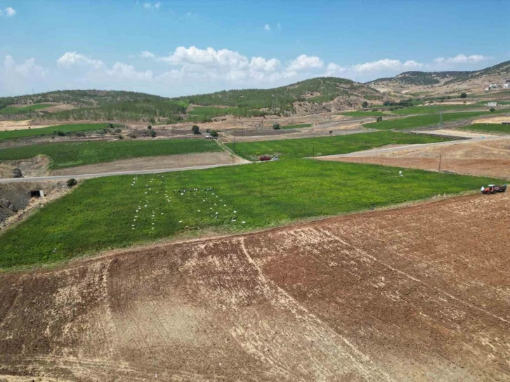  Acı Biber Hasadı Başladı