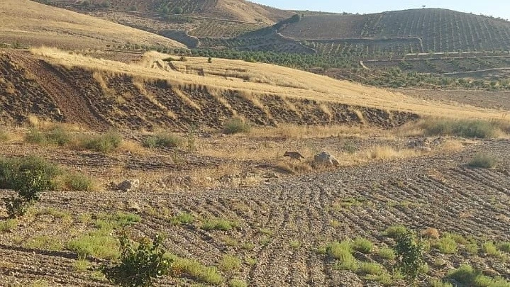 Adıyaman’da Nesli Tükenmek Üzere Olan Çizgili Sırtlan Görüntülendi