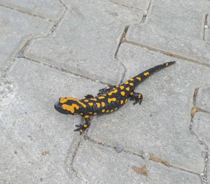 Adıyaman'da Sarı Benekli Semender Görüldü