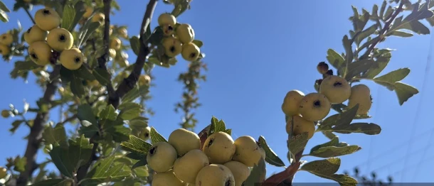  Aşılanan Yabani Alıçlar, Köylülere Ek Gelir Sağlıyor