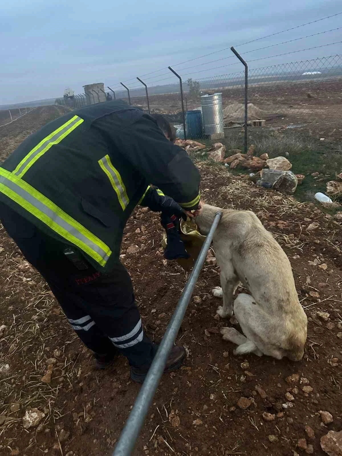 Başı Tenekeye Sıkışan Köpeğin İmdadına İtfaiye Yetişti