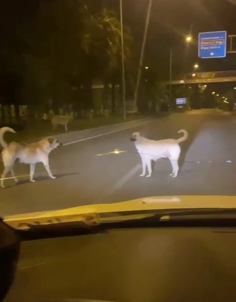 Başıboş Sokak Köpekleri Kazalara Sebep Oluyor