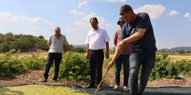 Bu Üzüm Neden Bu Kadar Değerli?