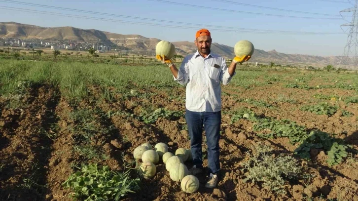  Cefan Kavunu Bolluğu Çiftçileri Sevinçle Karşıladı