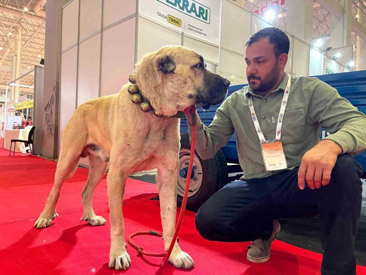 Çobanların Vazgeçilmezi Guregh Köpekleri