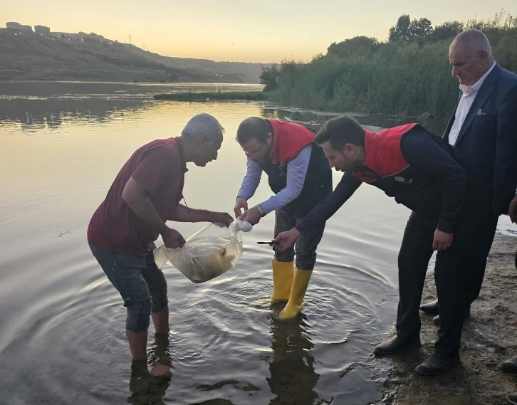 Dicle Nehri'ne 200 Bin Yavru Sazan Balığı Bırakıldı