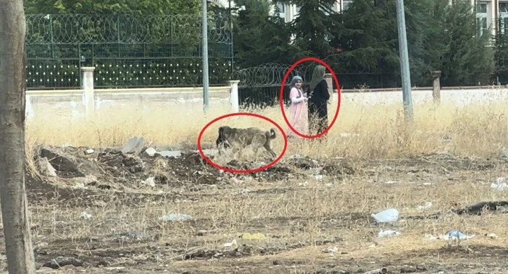 Diyarbakır'da Sokak Köpeklerinin Kediyi Telef Etmesi Endişe Yarattı