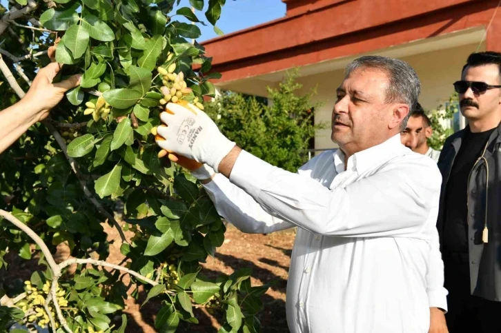  Fıstıkta 180 Bin Ton Rekolte Bekleniyor