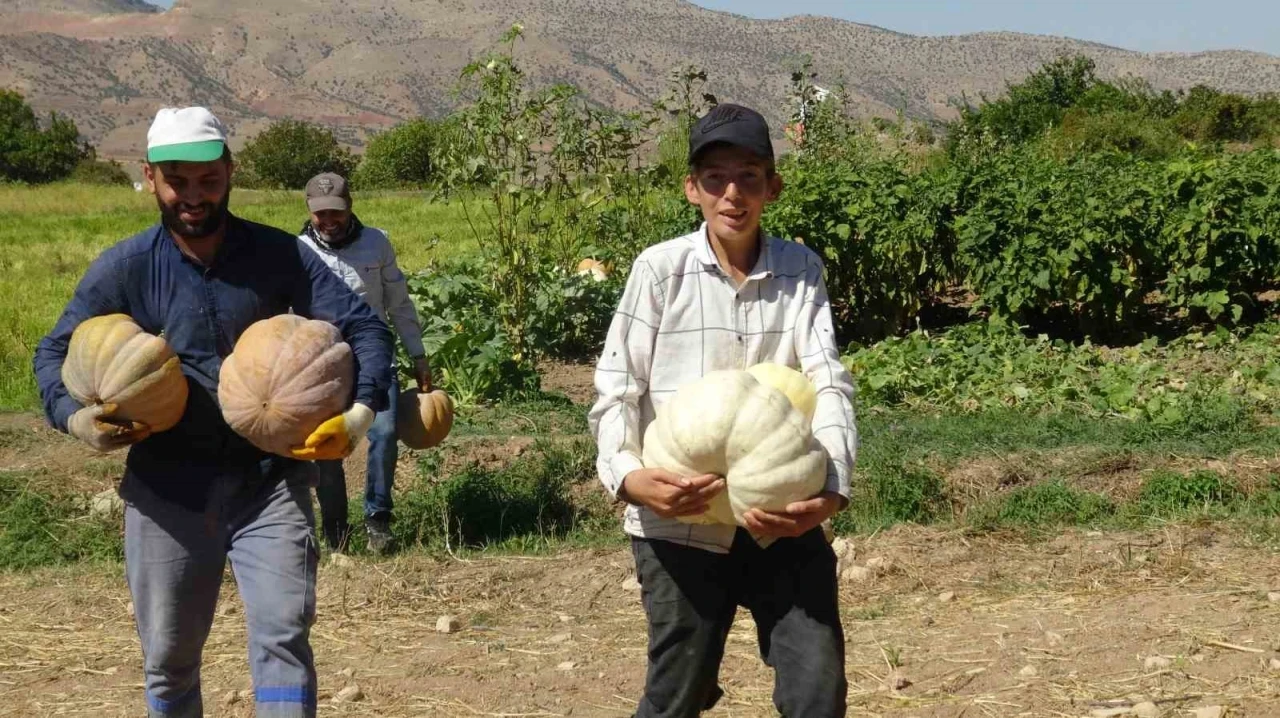 Gercüş’te Bal Kabağı Hasadı: Bu Yıl Çiftçiler Ne Kadar Memnun?