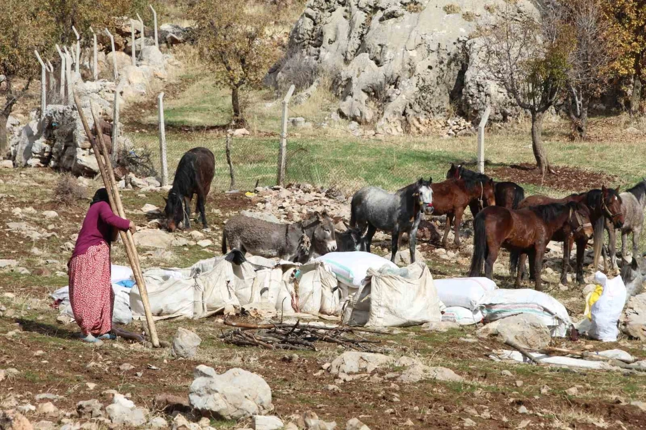 Göçerlerin Kışlaklara Doğru Zorlu Yolculukları Devam Ediyor