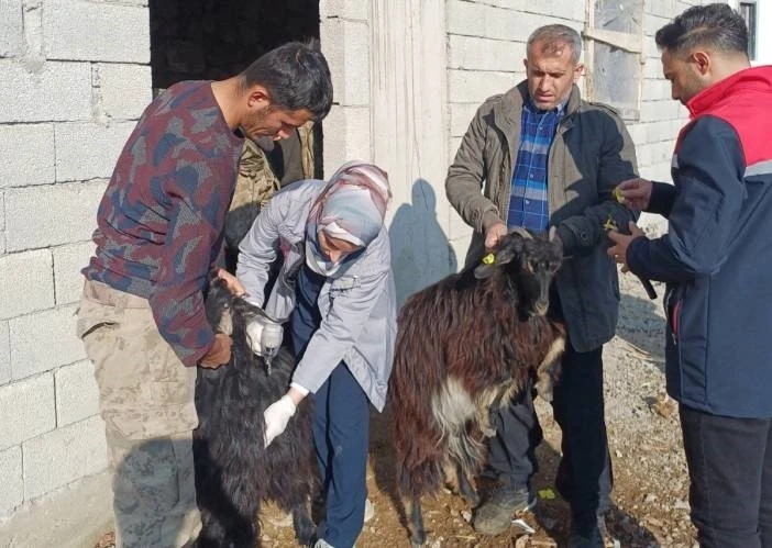 Hayvan Sağlığına Yönelik Kapsamlı Çalışmalar Başlatıldı