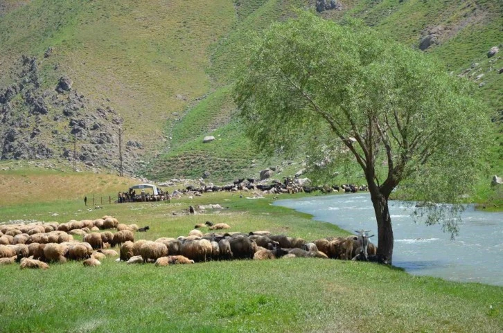 İdil’de Şap Hastalığı Alarmı: Hayvan Giriş Çıkışları Yasaklandı