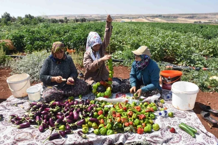 Kadınların Elinde Kurutmalık Lezzetler: Biber ve Patlıcan