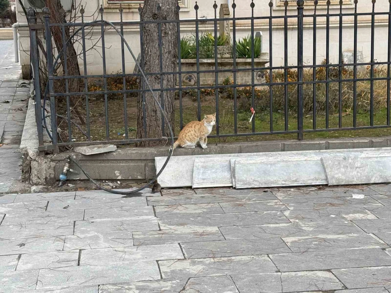 Kedi ve Fare Mücadelesi Kedi Fareye Diş Geçiremedi