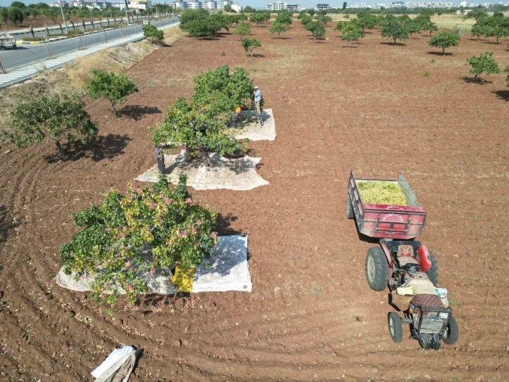 Kilis’te &quot;Yeşil Altın&quot; Hasadı: Boz Antep Fıstığının Toplanması Başladı