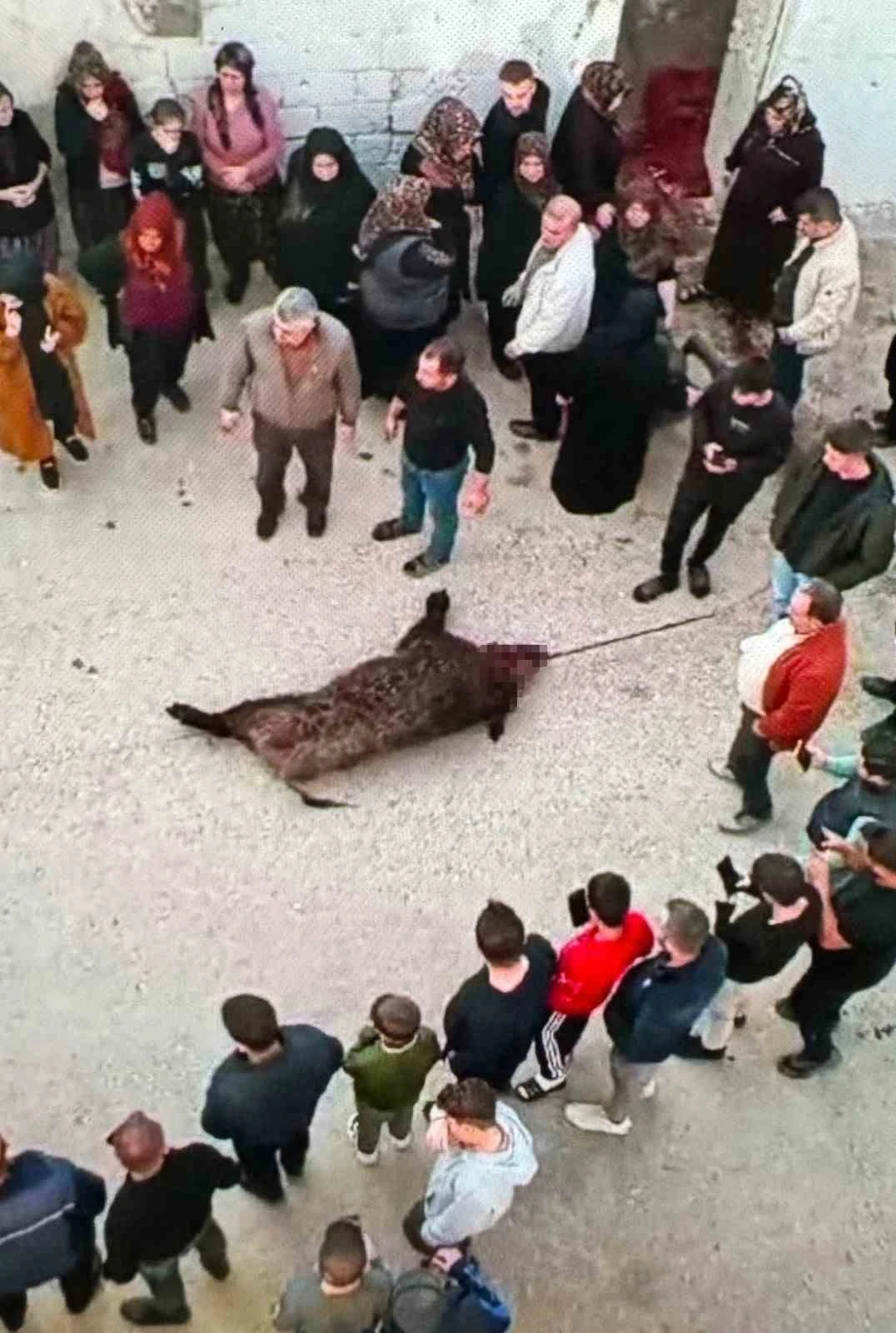 Köye İnen Yaban Domuzu Dehşeti