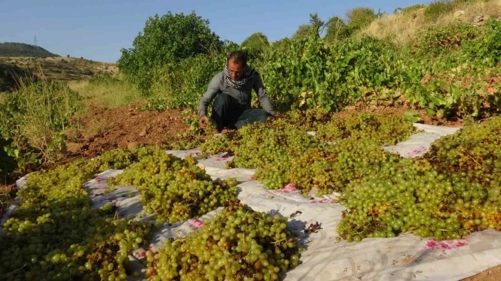 Kuru Üzüm Çeşitlerinin Sergilenmesine Başlandı