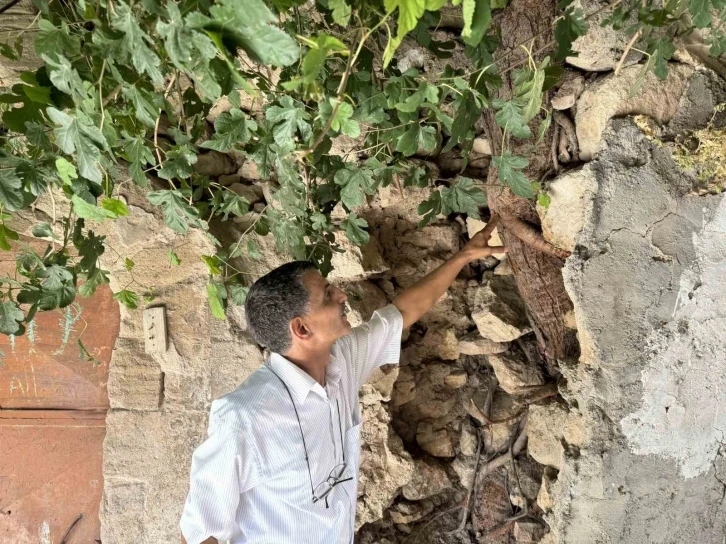 Mardin’de Tarihi Yapılar İncir Ağaçlarının Tehdidi Altında