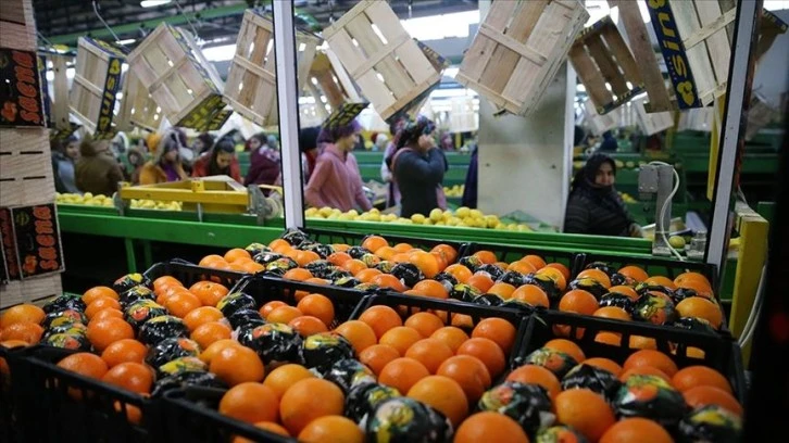 Meyve ve Sebze Mamulleri Sektöründen 1,3 Milyar Dolarlık İhracat