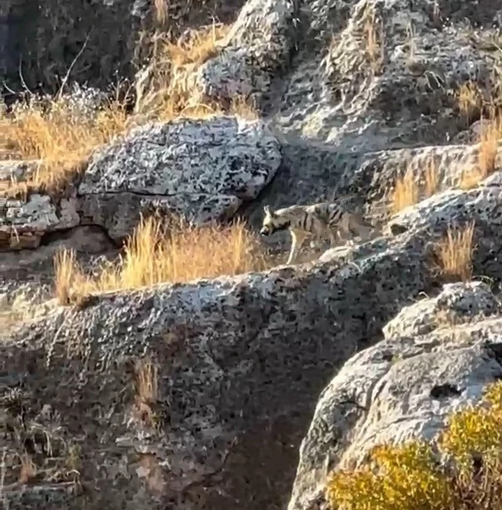 Nesli Tehlikede Olan Çizgili Sırtlan Görüldü