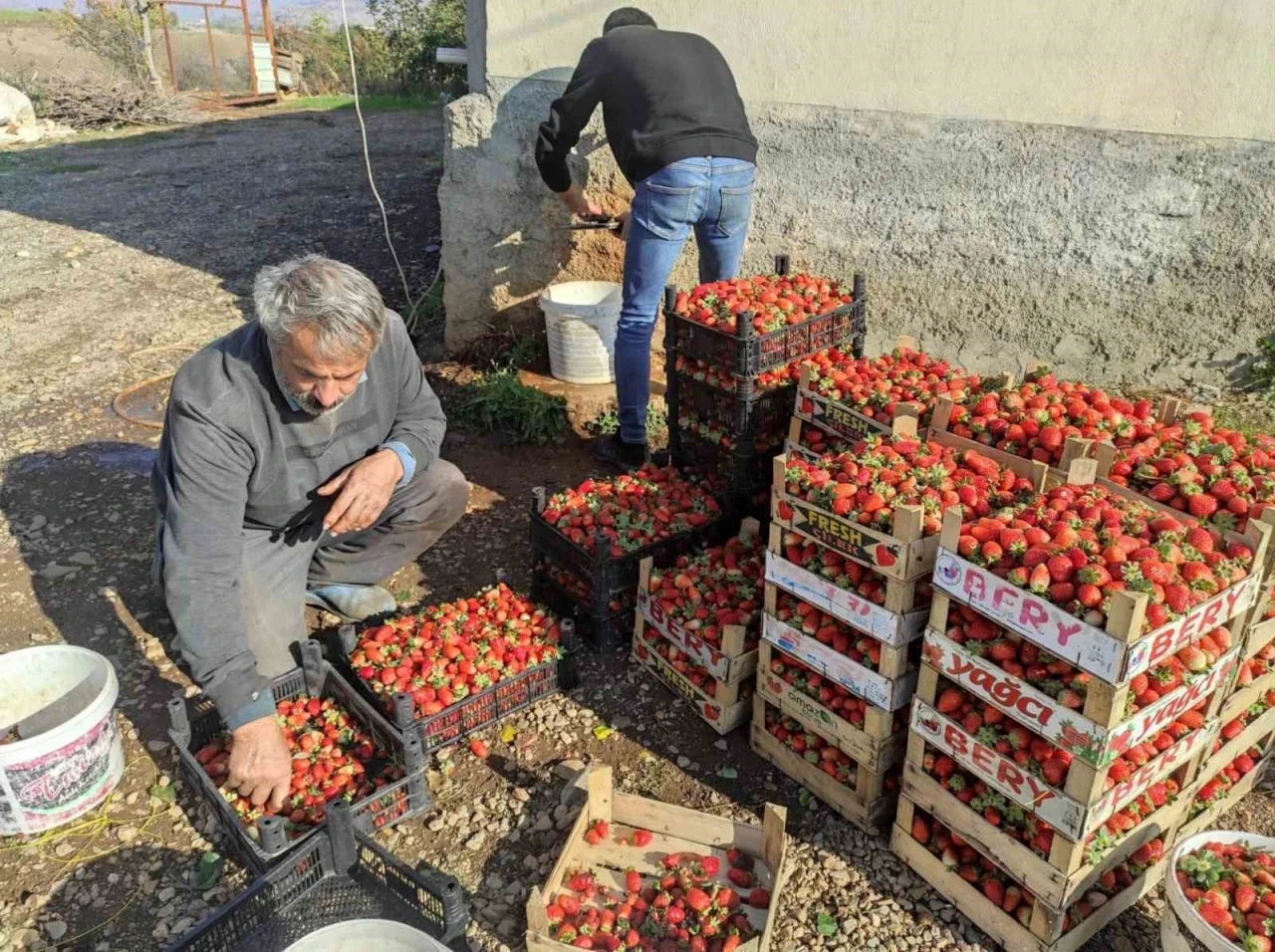 Organik Çilekte Yılın Son Hasadı Başladı