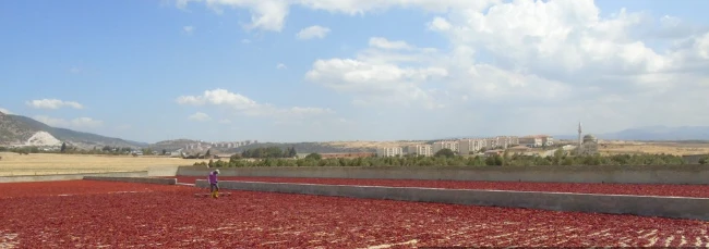 Pul Biber Üretimi İstihdam ve Ekonomiye Katkı Sağlıyor