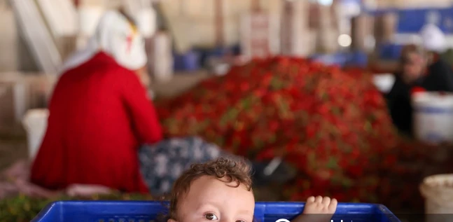 Pul Biberi Depremzede İşçilerin Emeğiyle Lezzet Buluyor