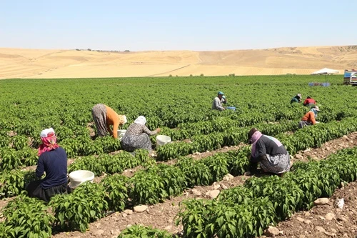 Şanlıurfa'da İnşaatta Göçük: 2 İşçi Yaralandı