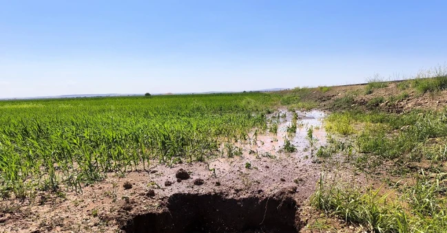 Şanlıurfa'da Patlayan Sulama Borusu Mısır Tarlalarına Zarar Verdi