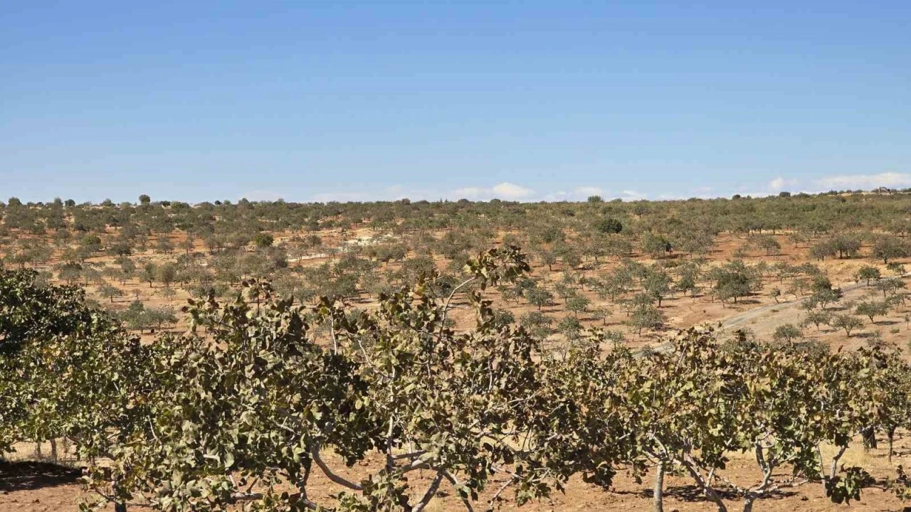 Şanlıurfa’da Ücretsiz Budama Danışmanlığı